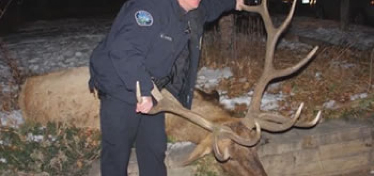 Big Boy Elk that was poached by former Boulder police officer.