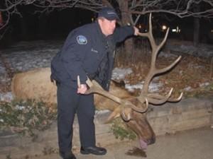 big boy elk with police officer