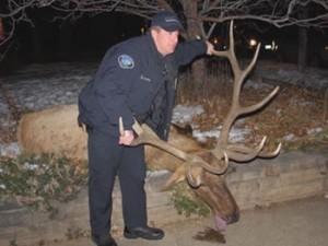 Big Boy Elk that was poached by former Boulder police officer.